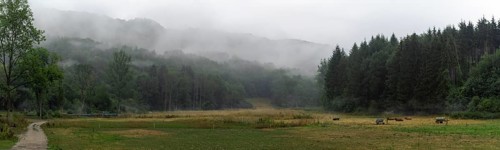 Beautiful gloomy landscape with green wooded hills, an alley, and cows on a pasture, on a misty