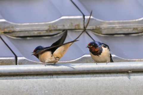 Barn Swallows at mating time. Barn Swallow, Hirundo rustica, Barn Swallow
