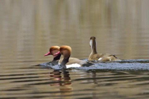 Red-crested pochard on a lake. Redcrested pochard during courtship