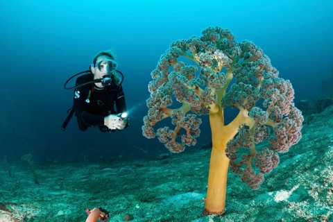 Diver and umbellate soft coral, Umbellulifera sp., Cenderawasih Bay, West Papua, Indonesia, Asia