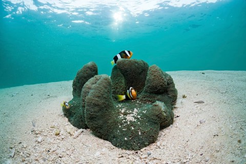 Clark's anemonefish in lagoon, Amphiprion clarkii, Cenderawasih Bay, West Papua, Indonesia, Asia