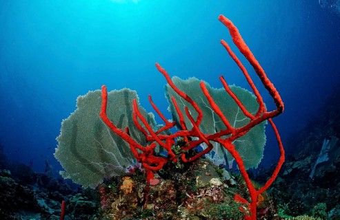 Caribbean coral reef, Punta Cana, Caribbean Sea, Dominican Republic, Central America