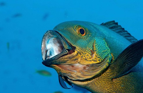 Cleaner fish cleans yellow-eyed snapper, Labroides dimidiatus, Macolor macularis, Indian Ocean, Ari