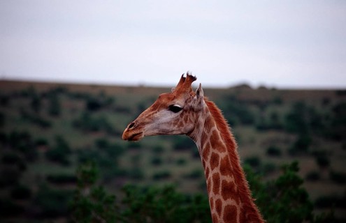 Giraffe, Giraffa camelopardalis, South Africa, Schotia Game Park, Africa