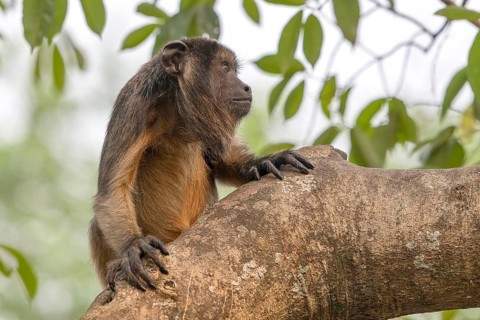 Black howler (Alouatta), juvenile, Pantanal, inland, wetland, UNESCO Biosphere Reserve, World
