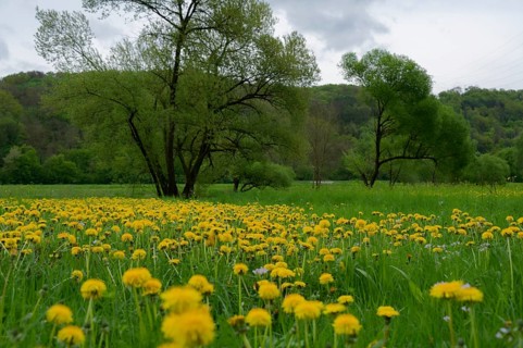 Flower meadow in spring, nature reserve, Reiherhalde, Vogelhalde, dandelion, Ohrnberg, Sindringen,