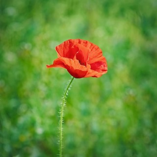 Red Poppy Flower against the Green Background Varna, Bulgaria, Europe