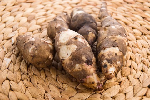 Jerusalem artichoke, lodz, poland