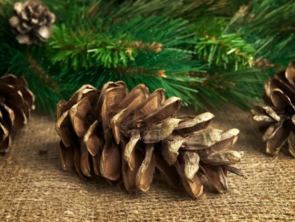 Some fir-cones at sackcloth over green fir branches