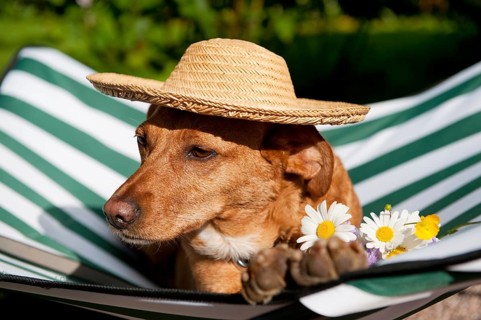 Dog lazy on it's bed with funny hat and flowers