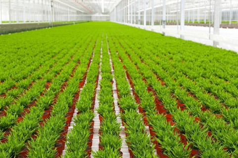 Interior of a greenhouse with many Bamboo plants