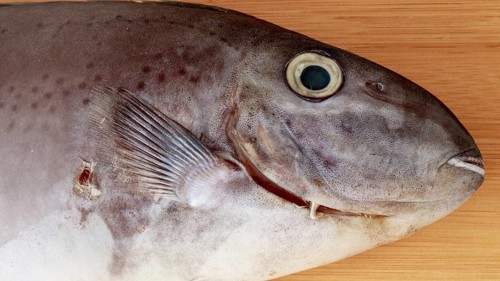 Close-up of the head of Horseface unicorfish or naso fageni fish on a wooden surface showing its
