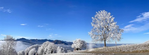 Thawing hoarfrost on solitary tree, winter lime tree, Wisen, Solothurn, Switzerland, Europe