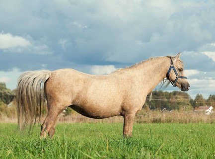 Palomino welsh pony dam in the field