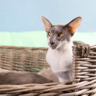 Modern gray mottled pure breed Siamese cat