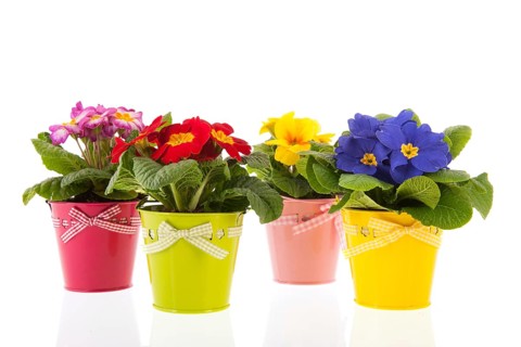 Row colorful Primroses in flower pots isolated over white background