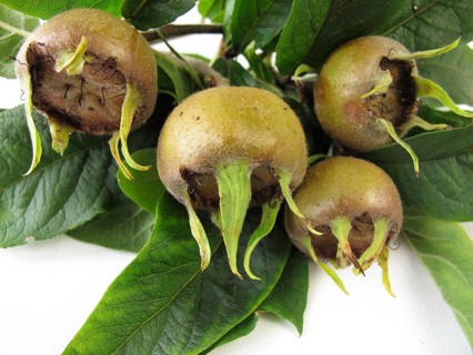 Medlar branches with fruit
