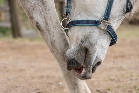 White horse grooming itself at the foot - close-up of a grey horse's head