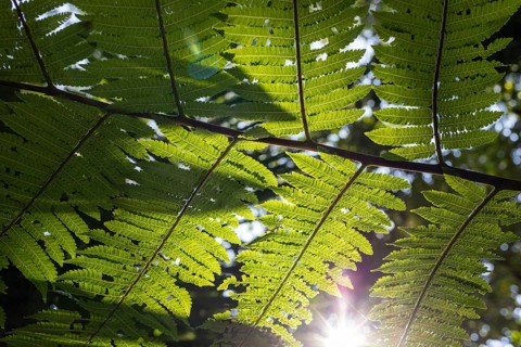 Fern, Detail, Costa Rica, Central America, Latin America, Central America