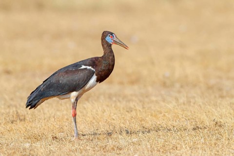 Abdim's stork, rain stork, Abdim, (Ciconia abdimii), African stork species, family of storks,
