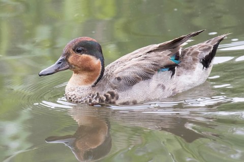 A teal in her finery in the rain on a river