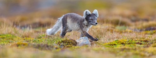 Arctic fox foraging, Arctic fox, (Alopex lagopus), Europe, Norway, Spitsbergen, Longyearbyen,