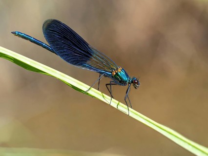 Blue-winged damselfly, dragonfly, damselfly, common damselfly, insect, insect, (Calopteryx virgo),