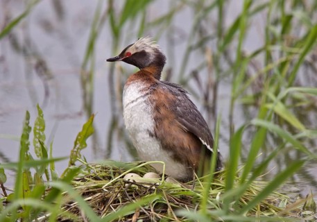 Eared Grebe in Saskatchewan Canada Pond with eggs