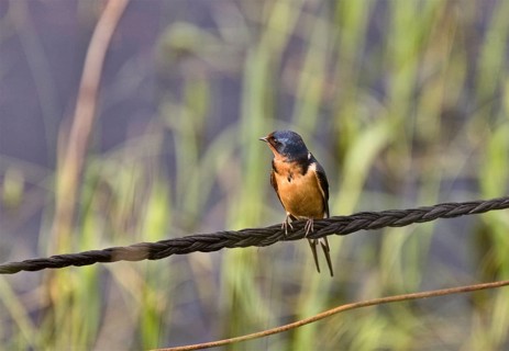 Barn Swallow on Wire in Saskatchewan Canada