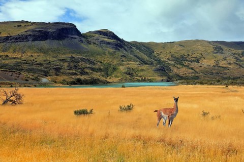 Curious llama watching the road. National Park Torres del Paine in southern Chile