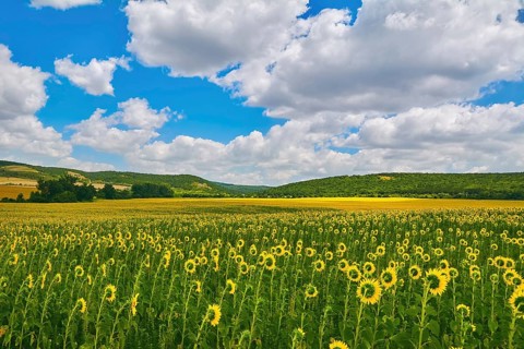 Sunflowers Field in Bulgaria Devnja, Varna, Bulgaria, Europe