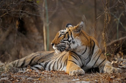 Bengal Tiger, Ranthambore national park, rajasthan, India, Asia