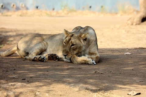 Lioness sasan gir Gujarat India Asia