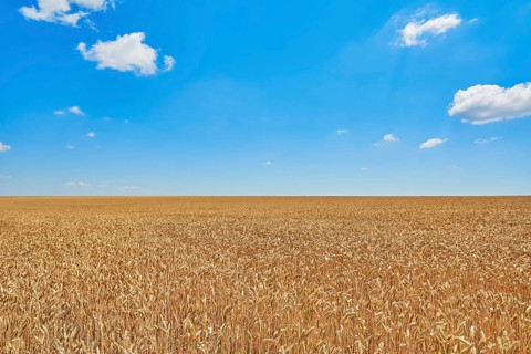 Field of Rye under Blue Sky in Bulgaria Bulgaria