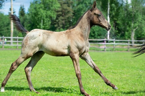 Running purebred akhalteke foal in the graß paddock