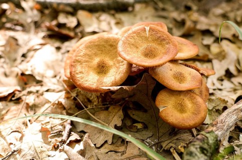 Wild mushrooms in Italy in an autumnal day