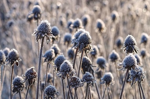 Sun hat with hoarfrost in winter, black-eyed Susan with hoarfrost in winter