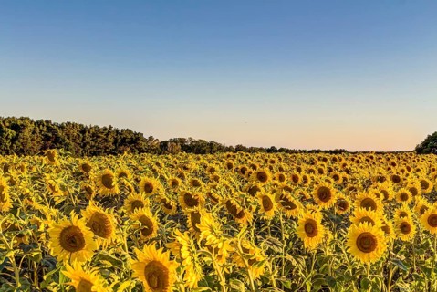 Field of sunflowers in summer at early evening