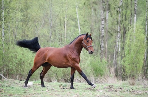 Cantering bay horse. spring