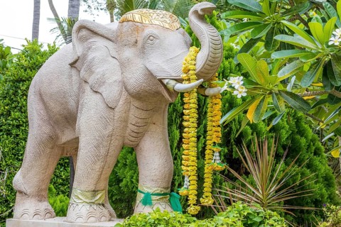 Elephant