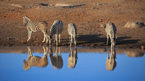 Zebras drinking at a waterhole in Etosha National Park in Namibia