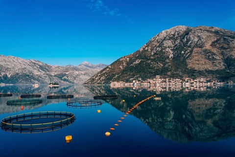 Fish farm in Montenegro. The farm for breeding and fish farming in the Bay of Kotor