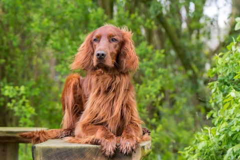 Irish Setter on a garden bench