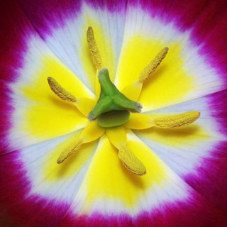 Ovary and stamens of a tulip flower