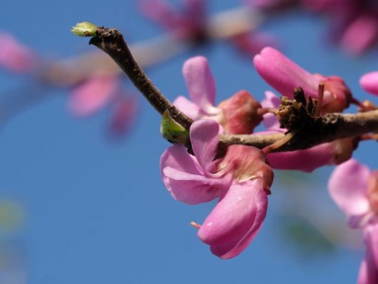 Cercis canadensis Avondale