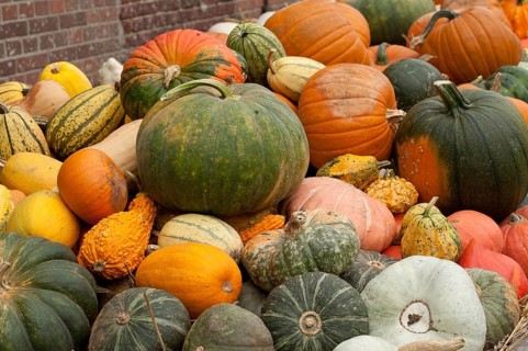 Various colourful pumpkins of different sizes and shapes, harvest shown, borken, münsterland,