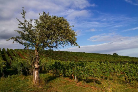 Old Apple Tree and Vineyards, Wine Route, Germany, Europe