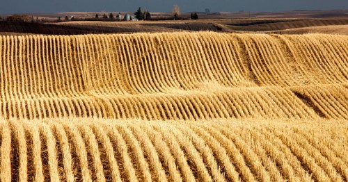 Stubble Rows Saskatchewan farming harvest contour