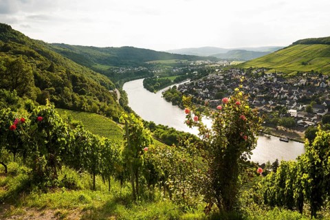 Vineyard with roses, sunset, Moselsteig Trail, Bernkastel-Kues, Moselle, Rhineland-Palatinate,