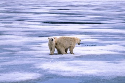 Two Polar bears (Ursus maritimus) on melting sea ice in arctic, Spitsbergen, Svalbard, Norway,
